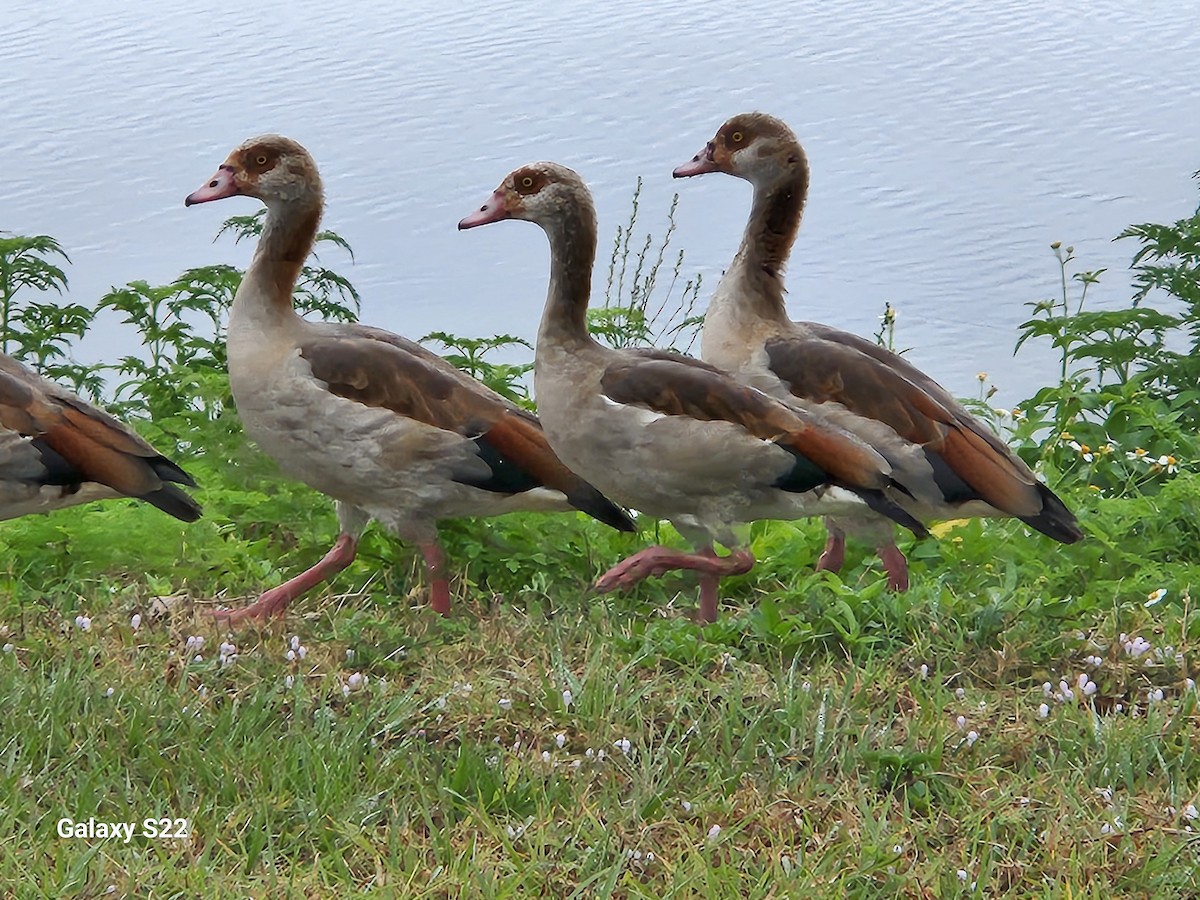 Egyptian Goose - ML633412367