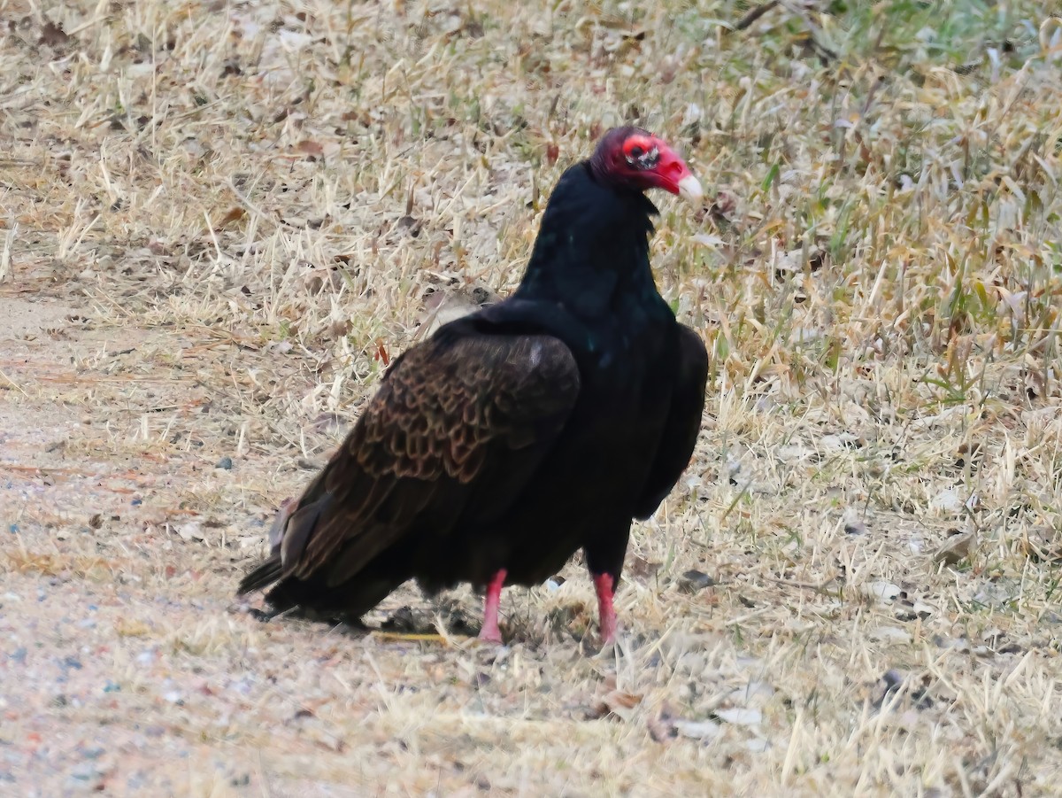 Turkey Vulture - ML633412396