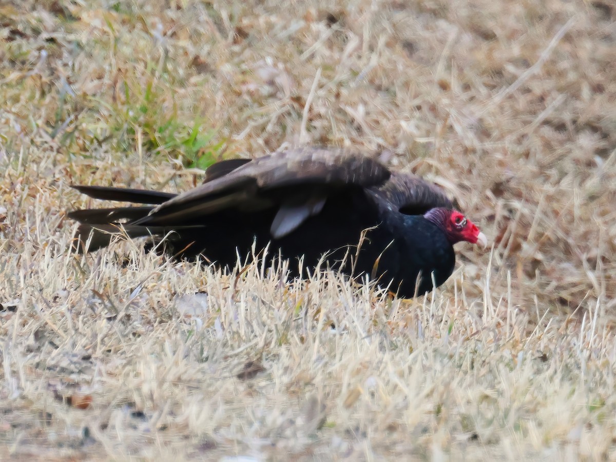 Turkey Vulture - ML633412397