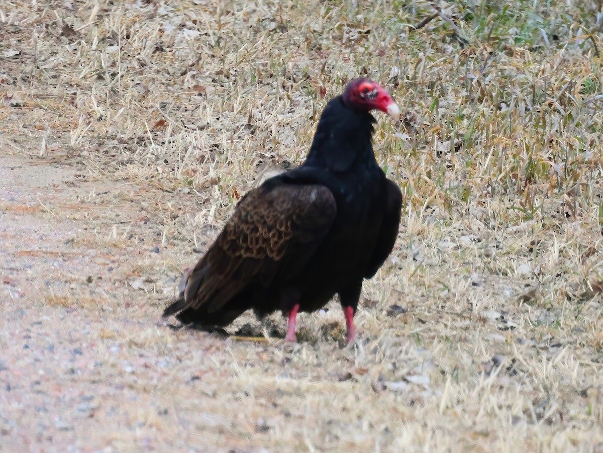 Turkey Vulture - ML633412398