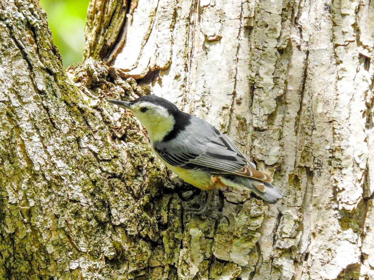 White-breasted Nuthatch - ML63341251