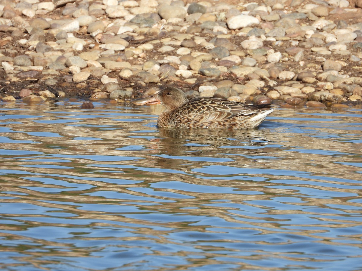 Халбага нугас - ML633412632