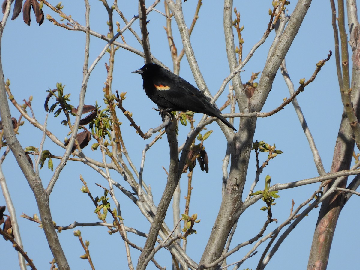 Red-winged Blackbird - ML633412701