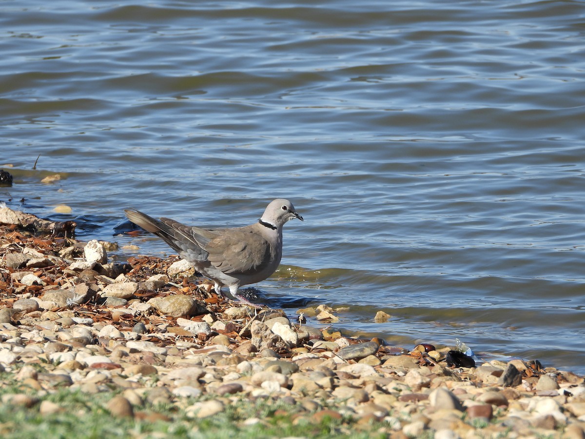 Буулгат хүүрзгэнэ - ML633412830