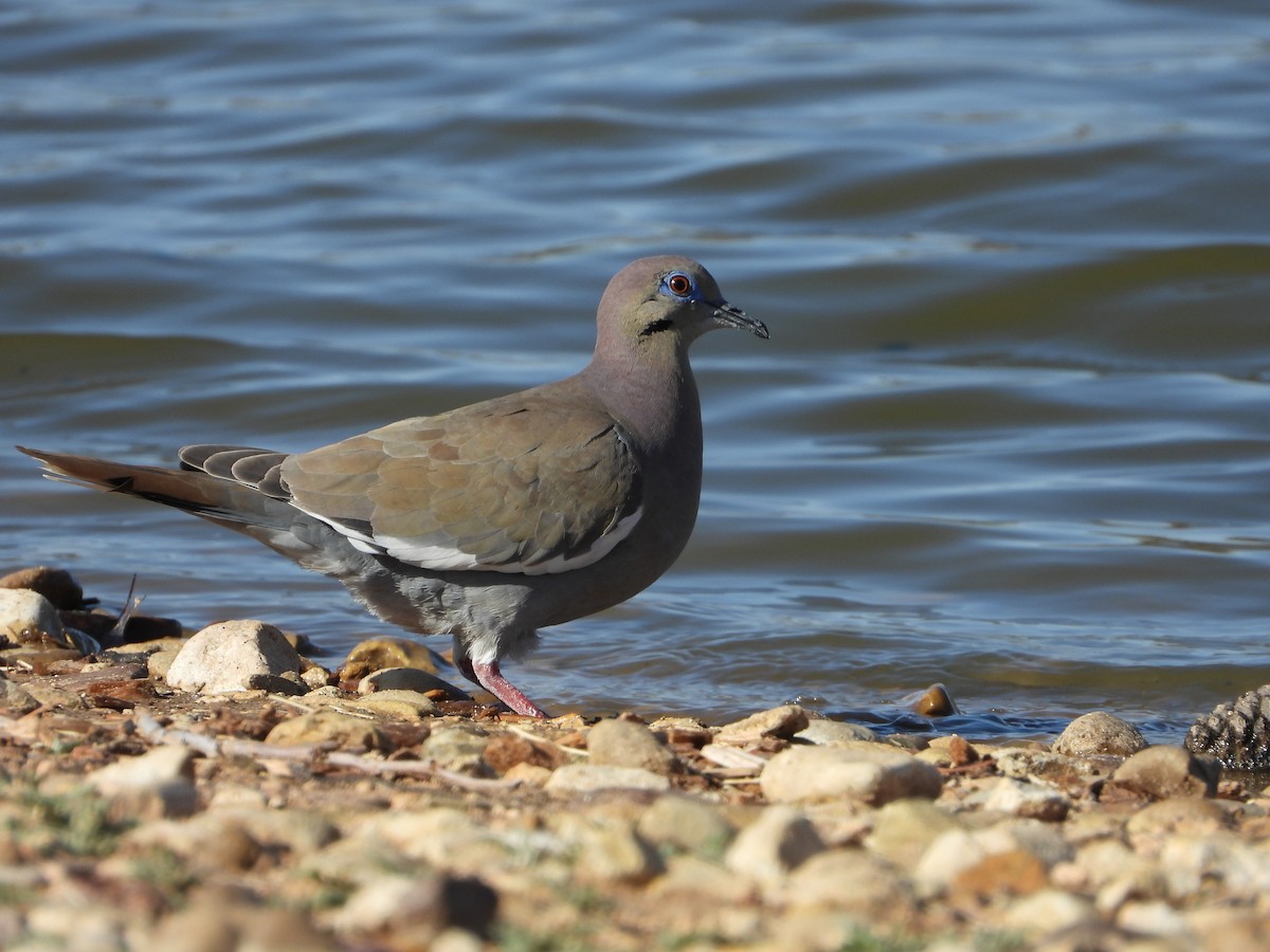 White-winged Dove - ML633412851
