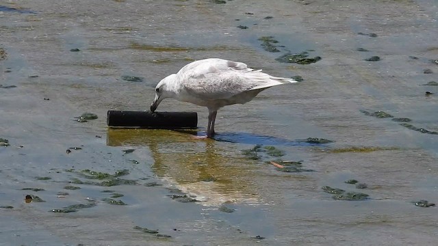 Glaucous-winged Gull - ML633413042