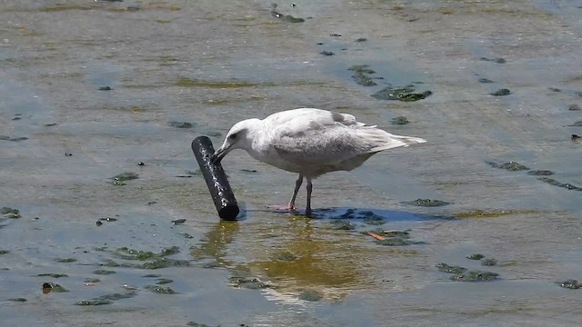 Glaucous-winged Gull - ML633413057