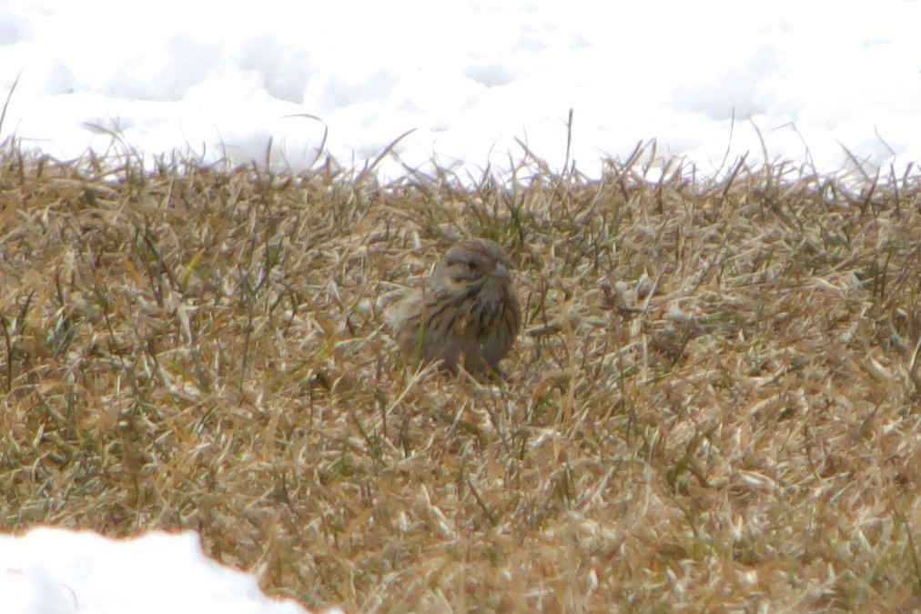 Lincoln's Sparrow - ML633413185