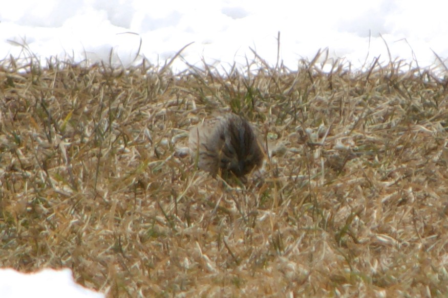 Lincoln's Sparrow - ML633413186