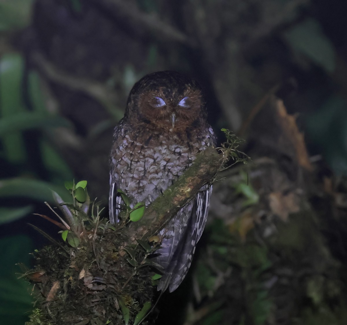 Bare-shanked Screech-Owl - ML633413214