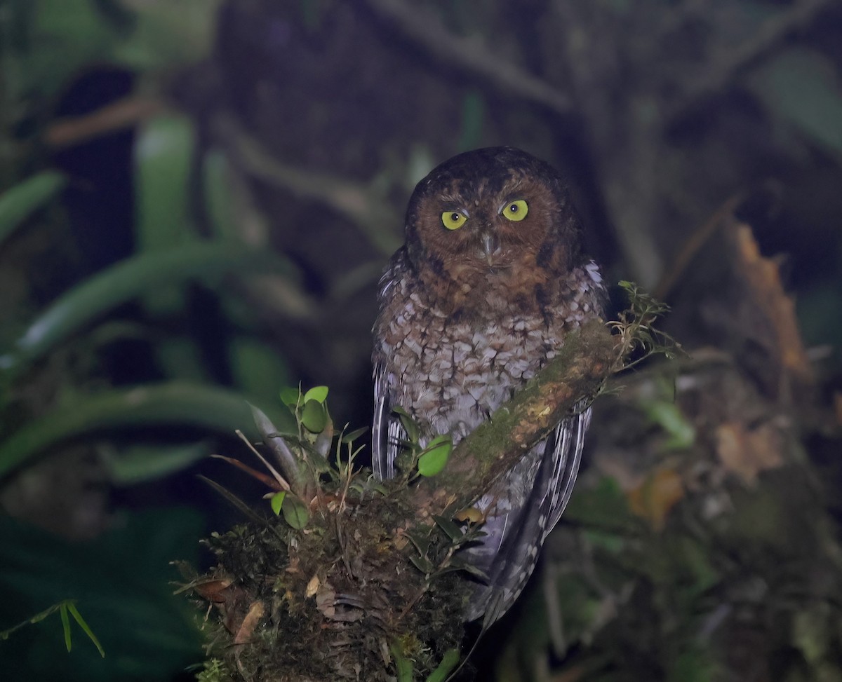 Bare-shanked Screech-Owl - ML633413217