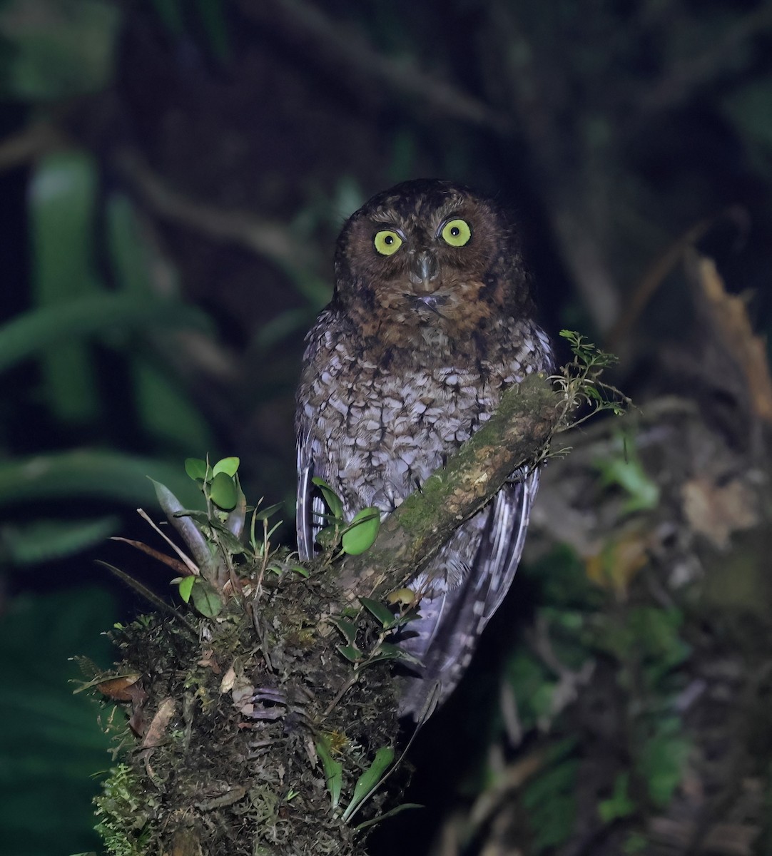 Bare-shanked Screech-Owl - ML633413218