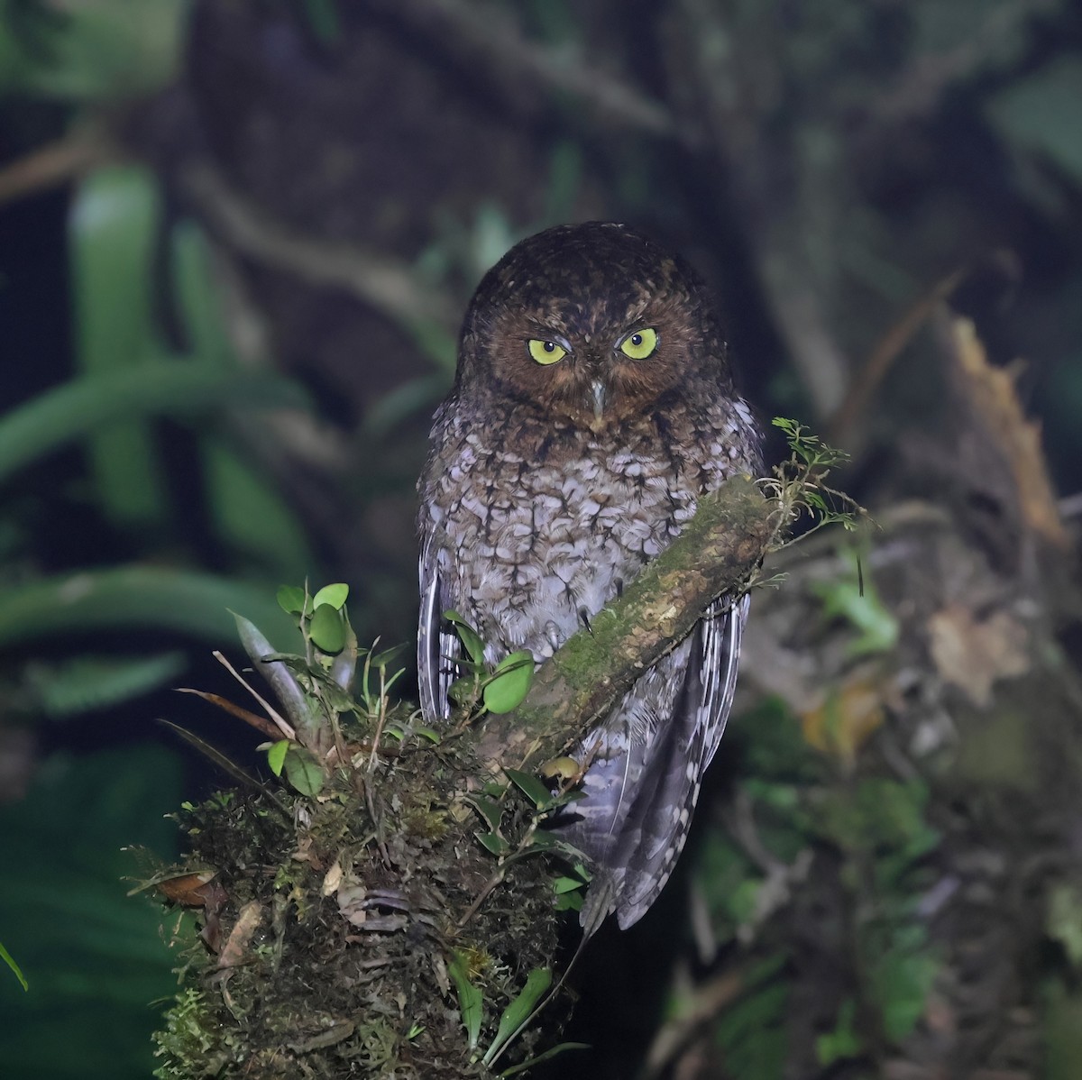 Bare-shanked Screech-Owl - ML633413219