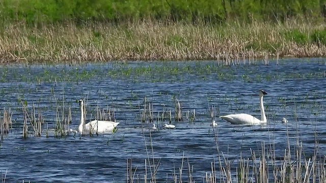 Trumpeter Swan - ML633413427