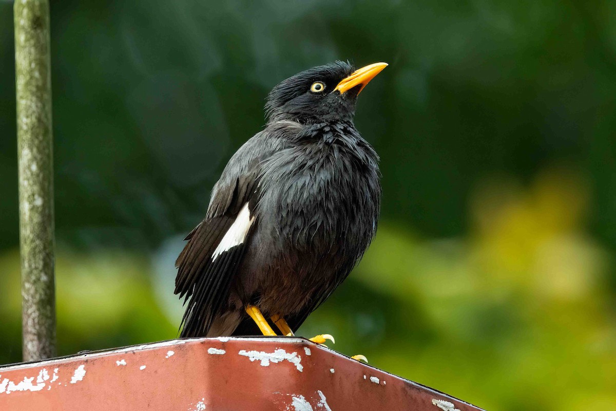 Javan Myna - ML633413638