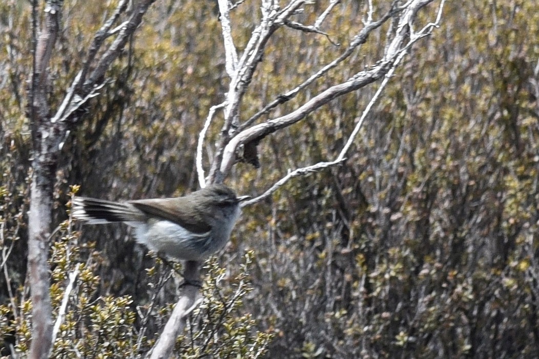 Gray Gerygone - ML633413651