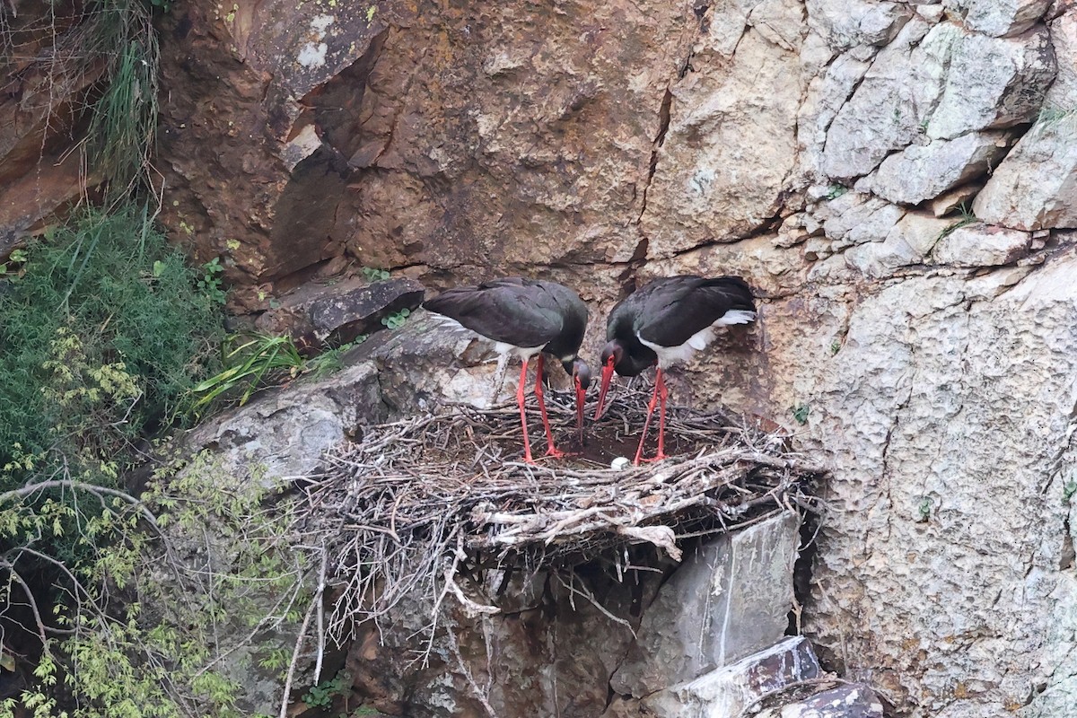 Black Stork - Jose Leal