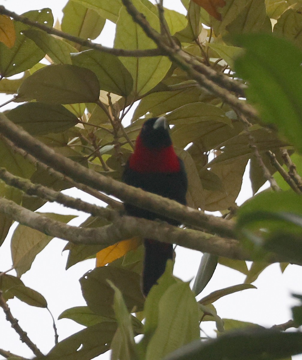 Crimson-collared Tanager - ML633413865