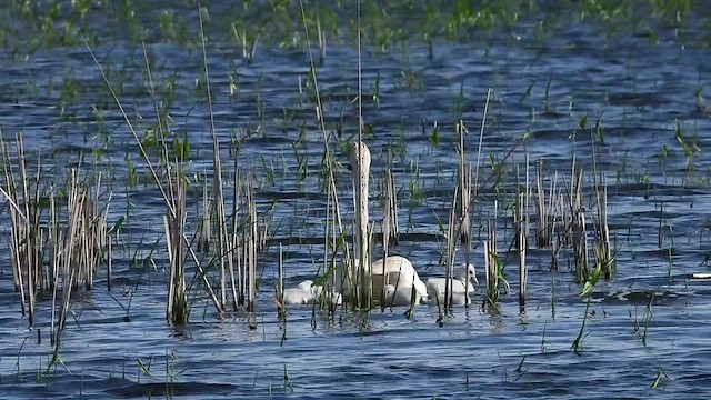Trumpeter Swan - ML633413877