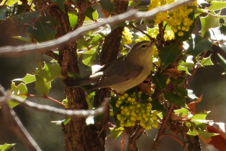 Orange-crowned Warbler - ML633413952