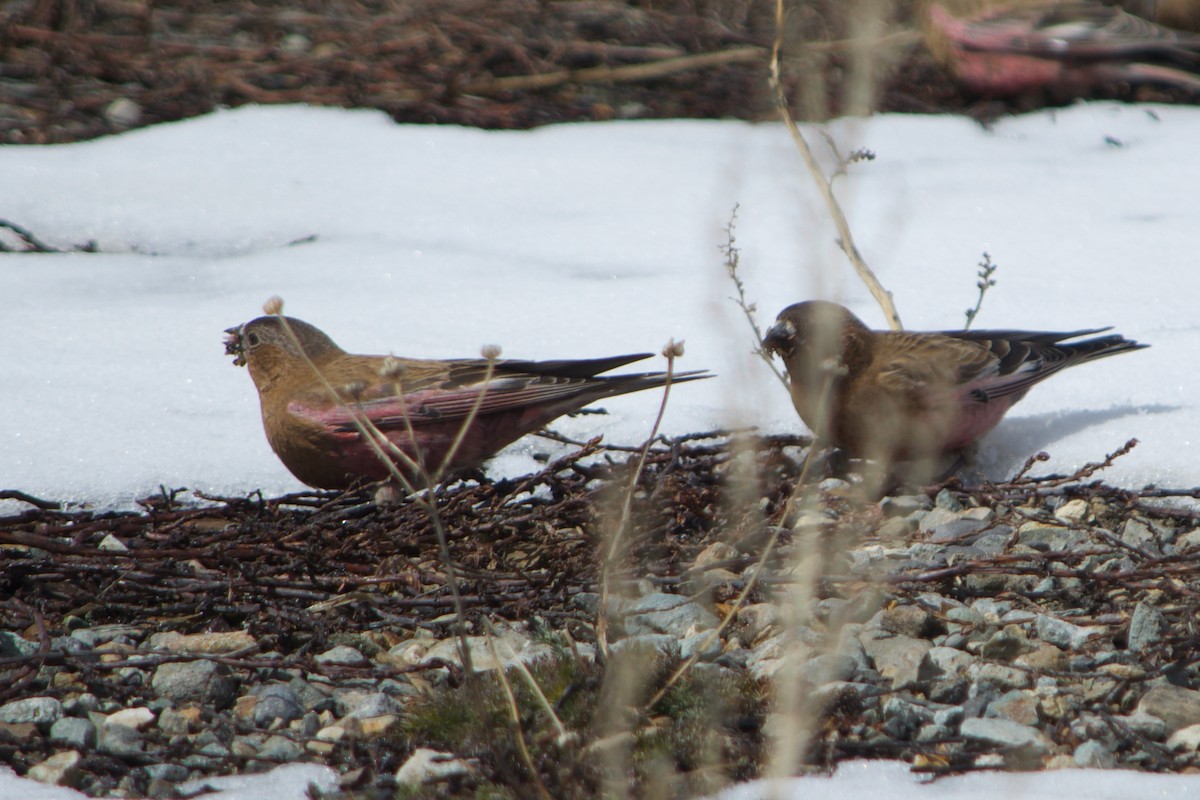 Brown-capped Rosy-Finch - ML633413961