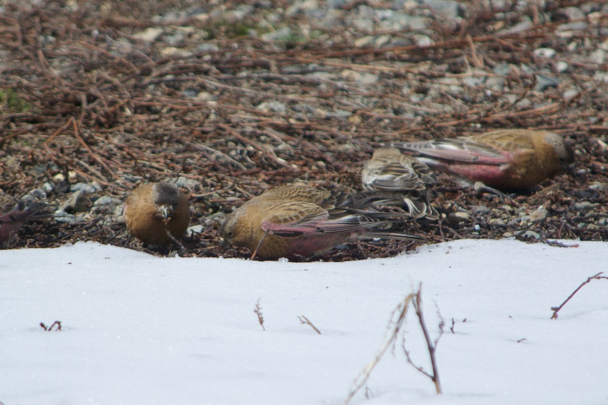 Brown-capped Rosy-Finch - ML633413962