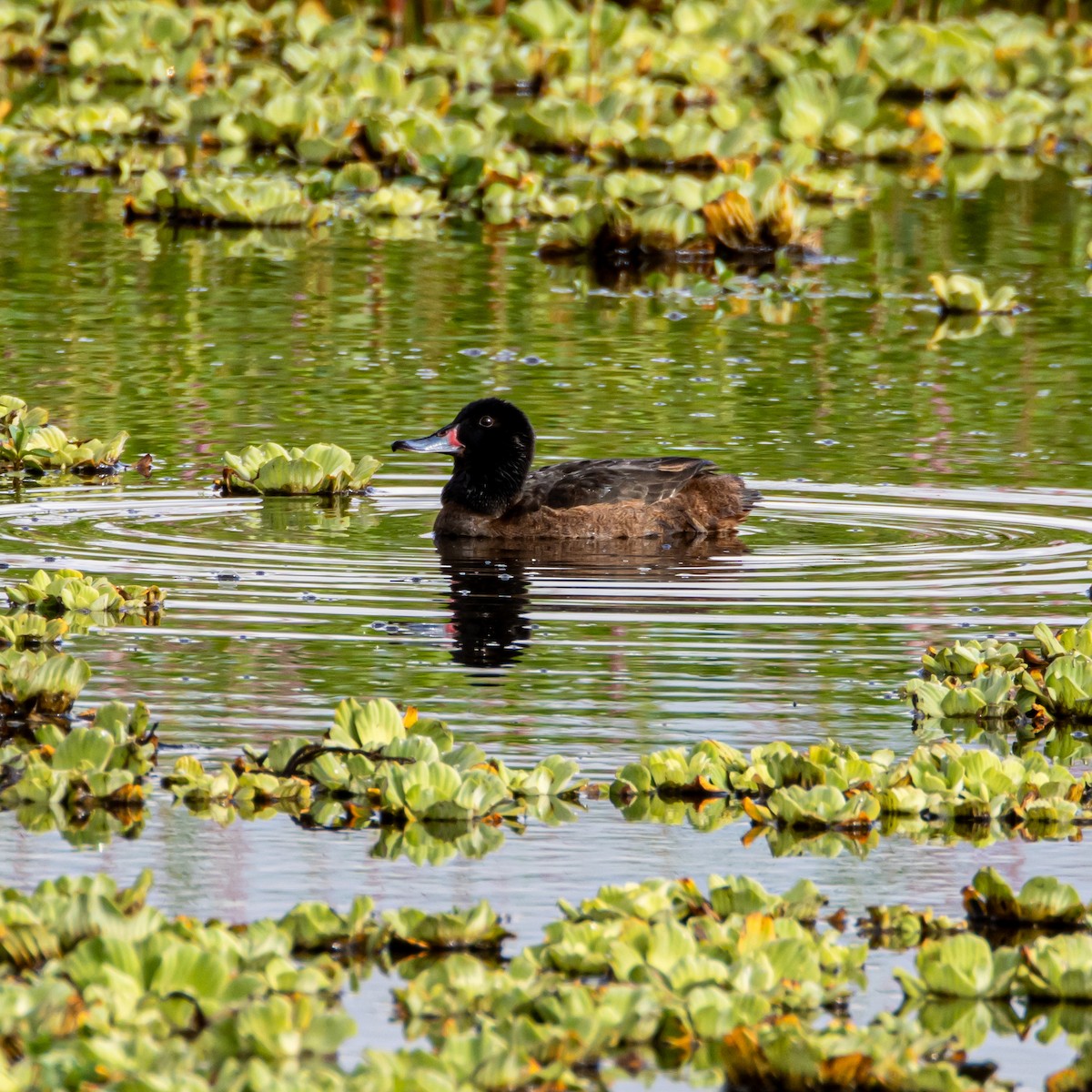 Black-headed Duck - ML633414058