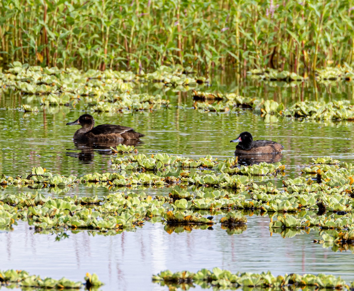 Black-headed Duck - ML633414059