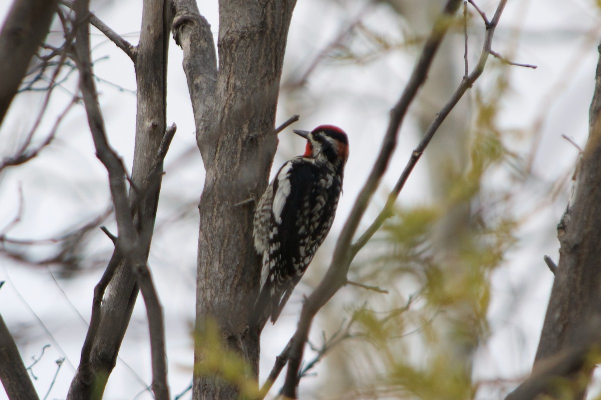 Red-naped Sapsucker - ML633414136