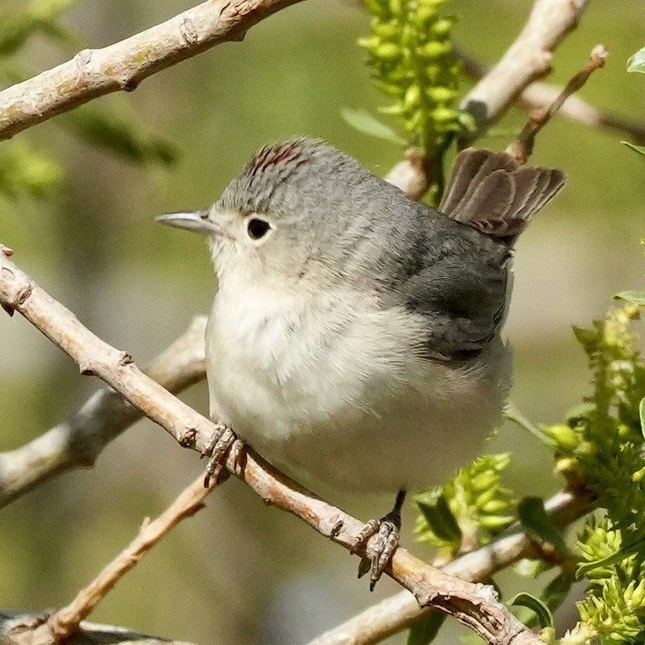 Lucy's Warbler - ML633414170