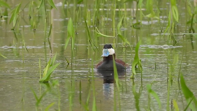 Ruddy Duck - ML633414193