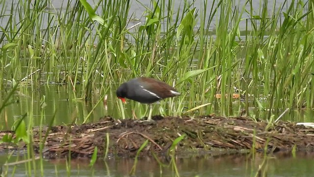 Common Gallinule - ML633414195