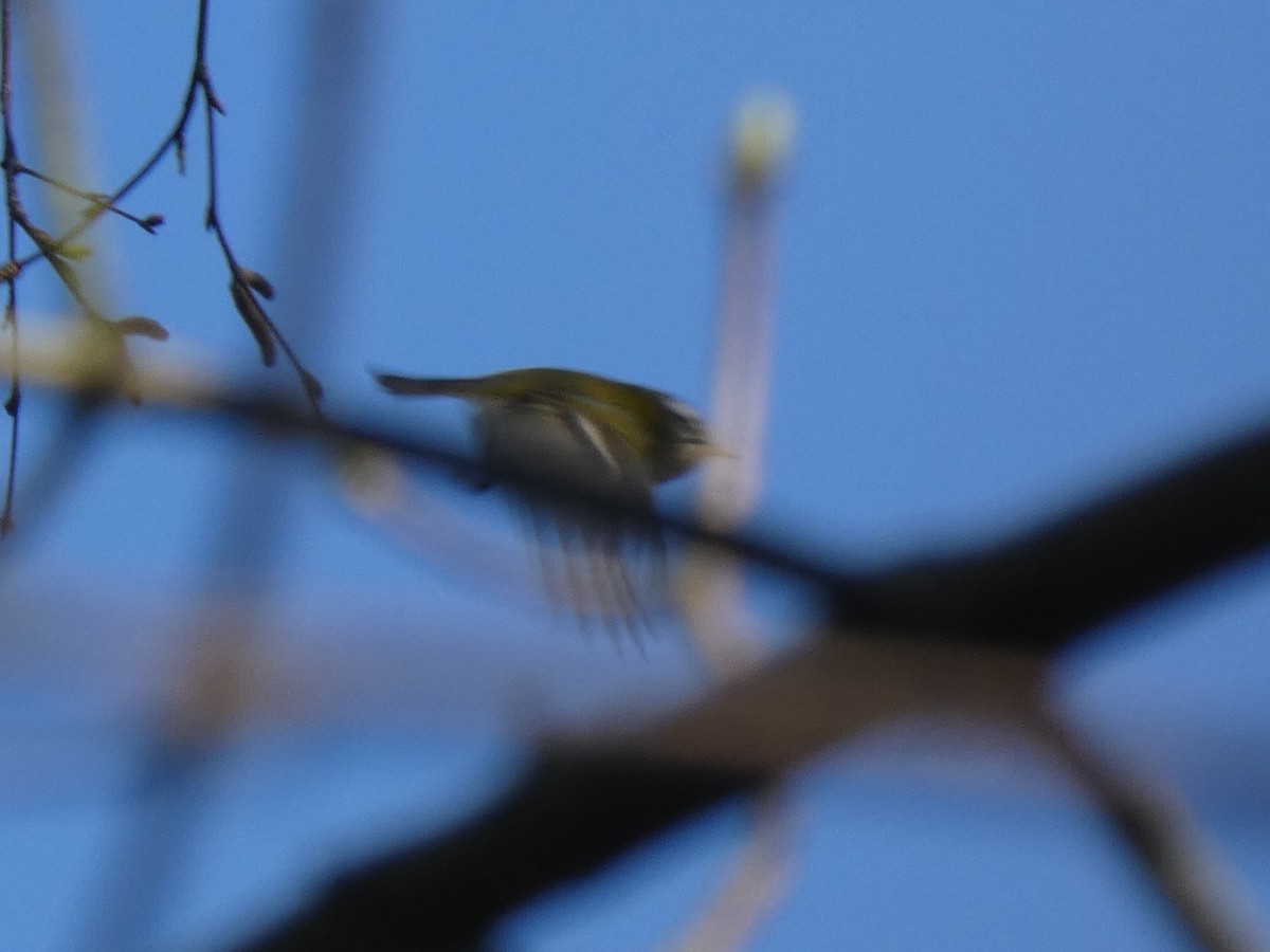 Common Firecrest - Tony King