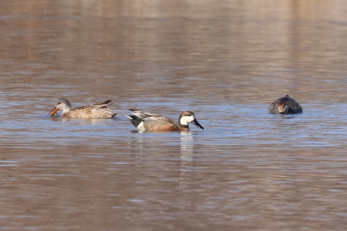 Широконіска північна х нерозень - ML633414284