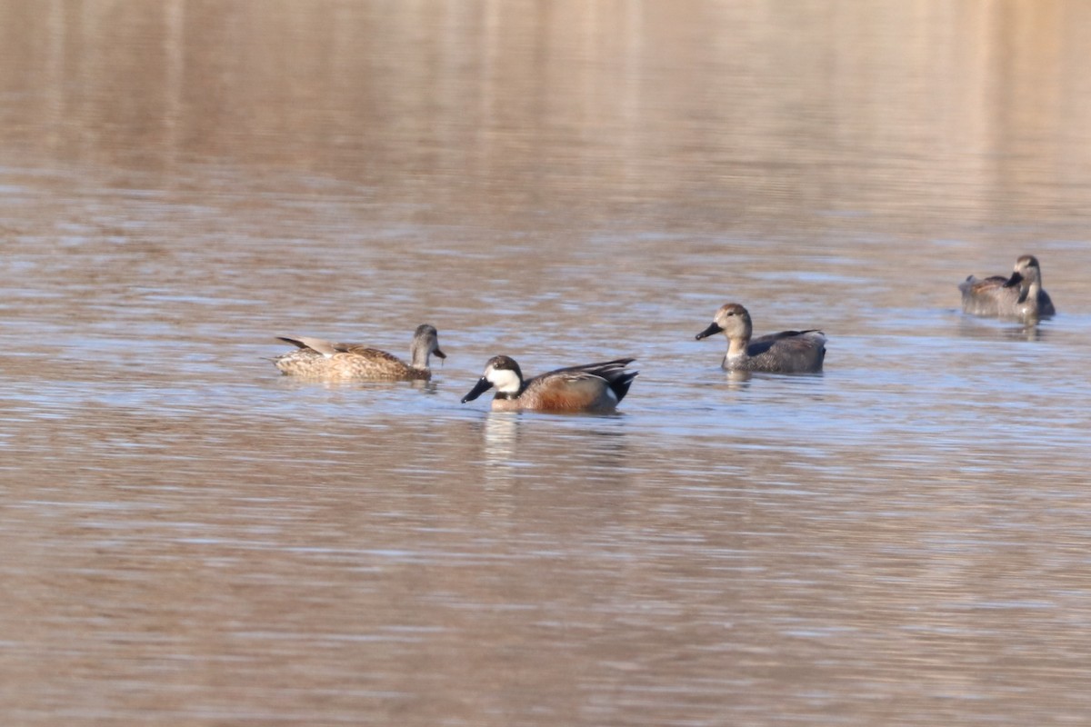 Широконіска північна х нерозень - ML633414307