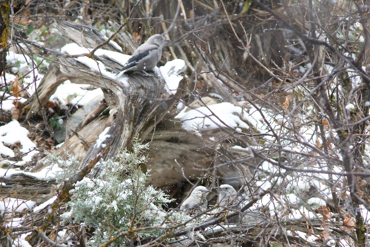 Clark's Nutcracker - ML633414324