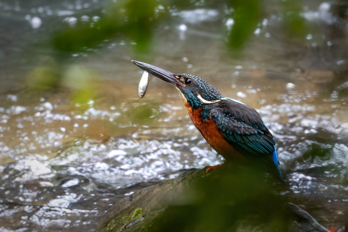 Blyth's Kingfisher - ML633414378