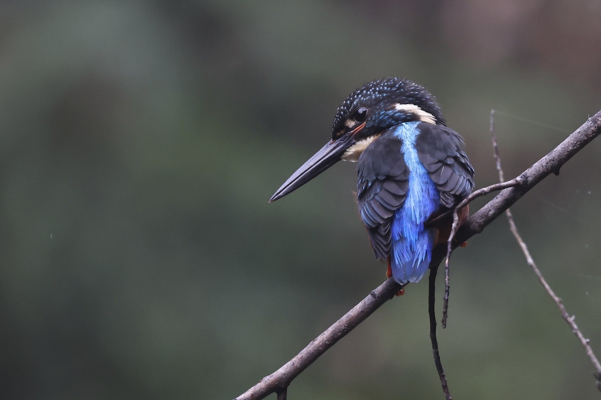 Blyth's Kingfisher - ML633414379