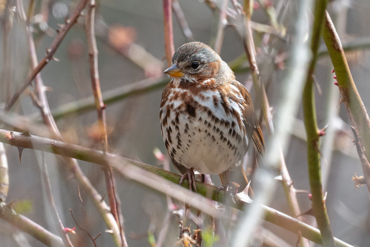 Fox Sparrow - ML633414394