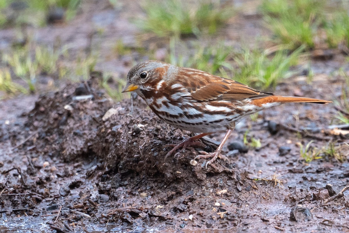 Fox Sparrow - ML633414399