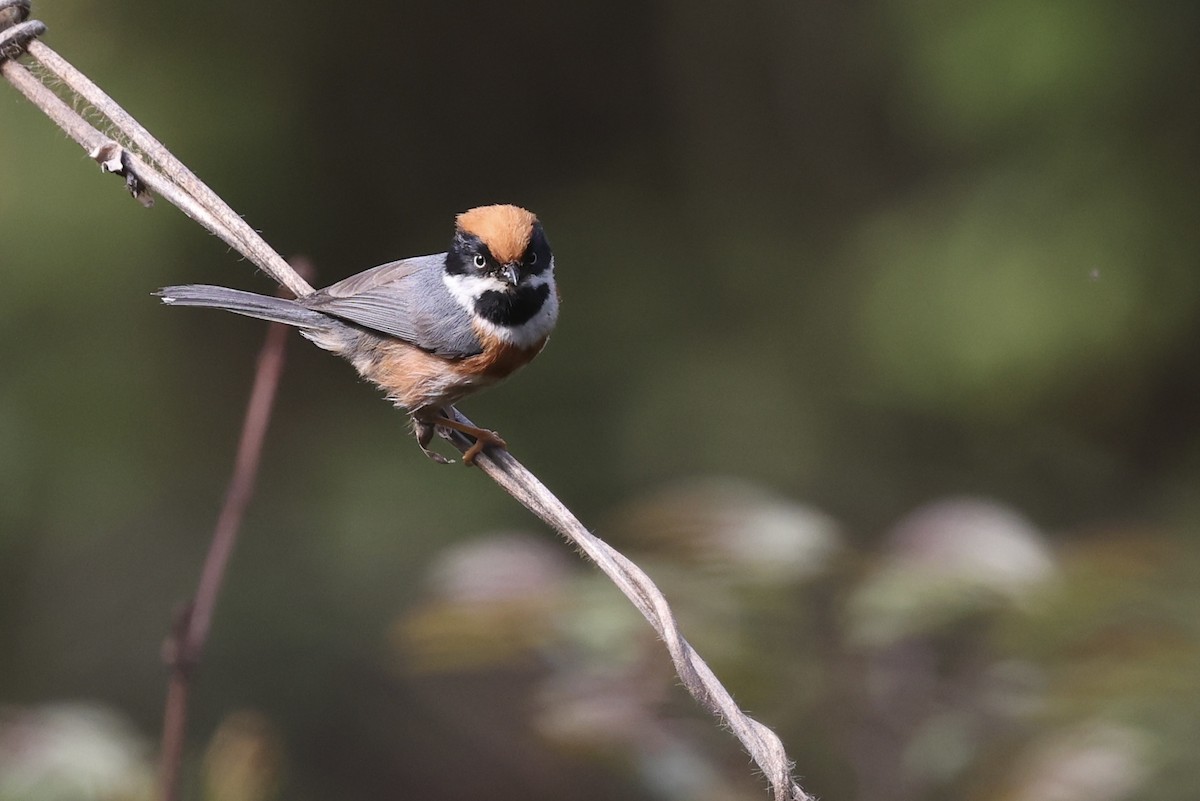 Black-throated Tit (Black-throated) - ML633414572