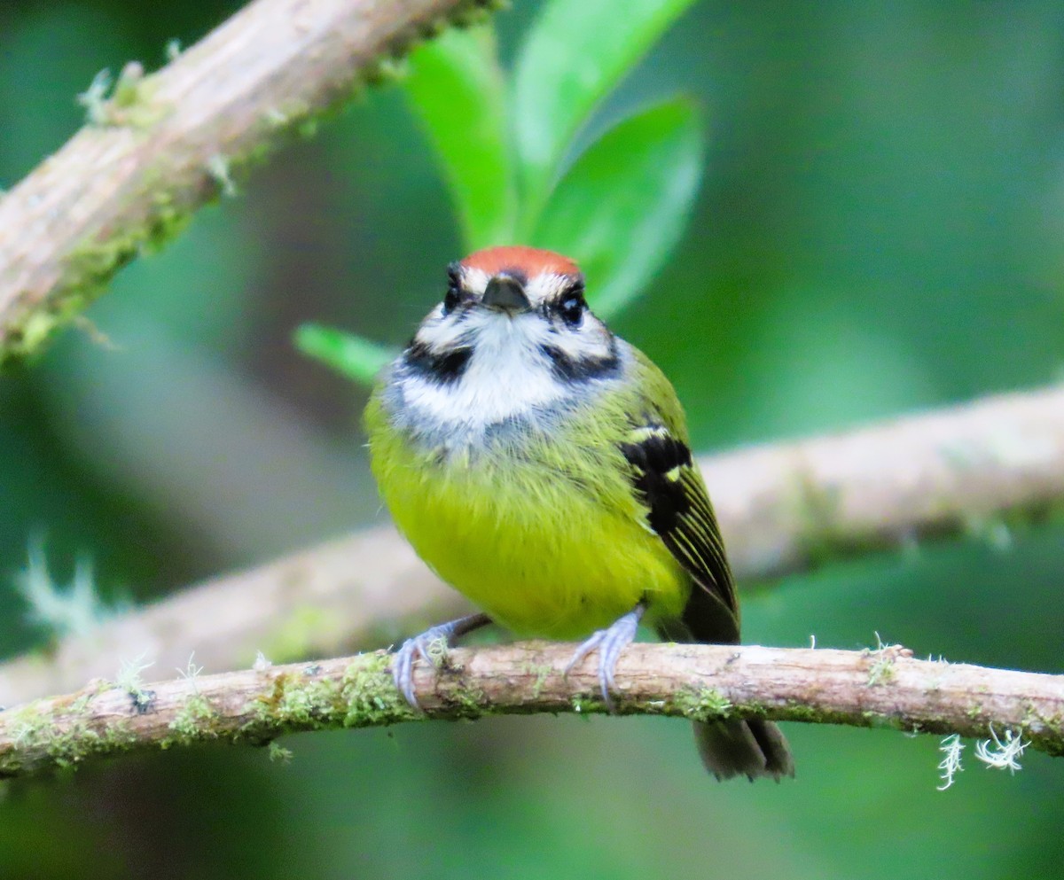 Rufous-crowned Tody-Flycatcher - ML633414587