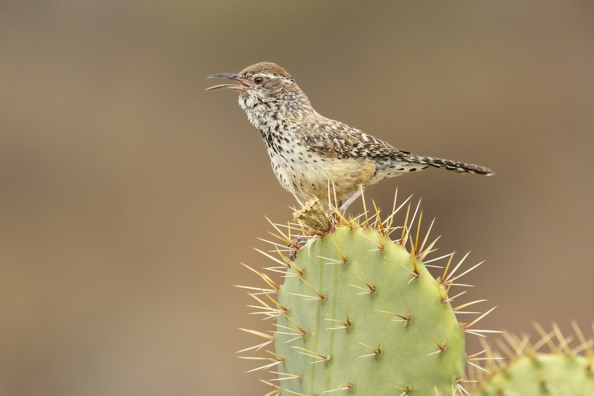 Cactus Wren - ML633414631
