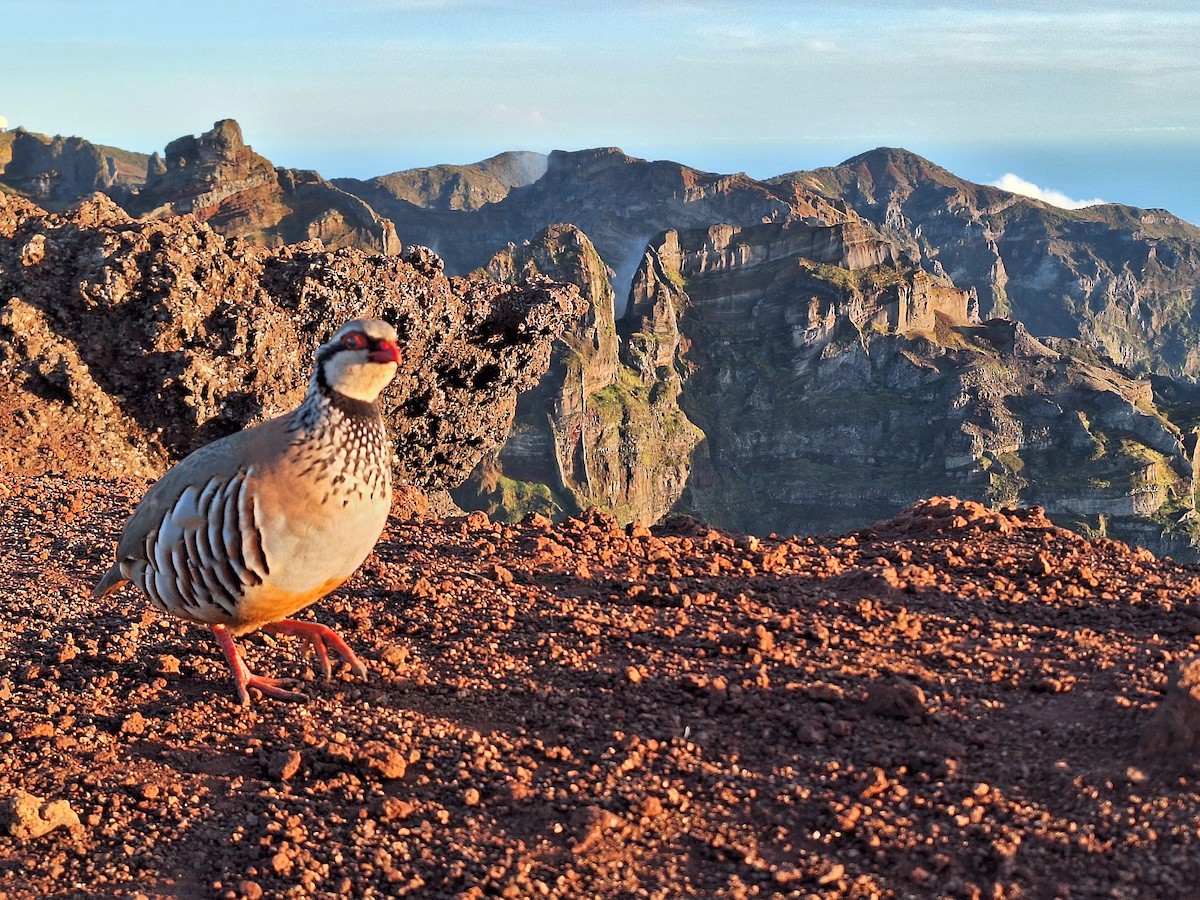 Red-legged Partridge - ML633414666