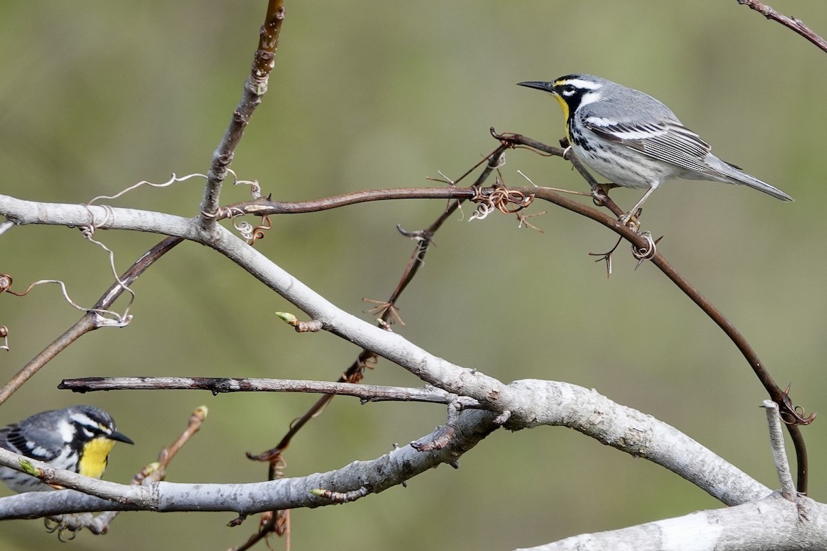 Пісняр-лісовик чорнощокий - ML633414711