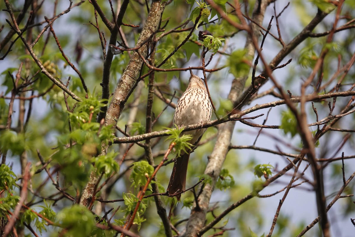 Тремблер прямодзьобий - ML633414724