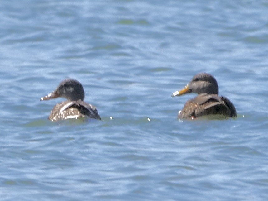 Mexican Duck - ML633414746