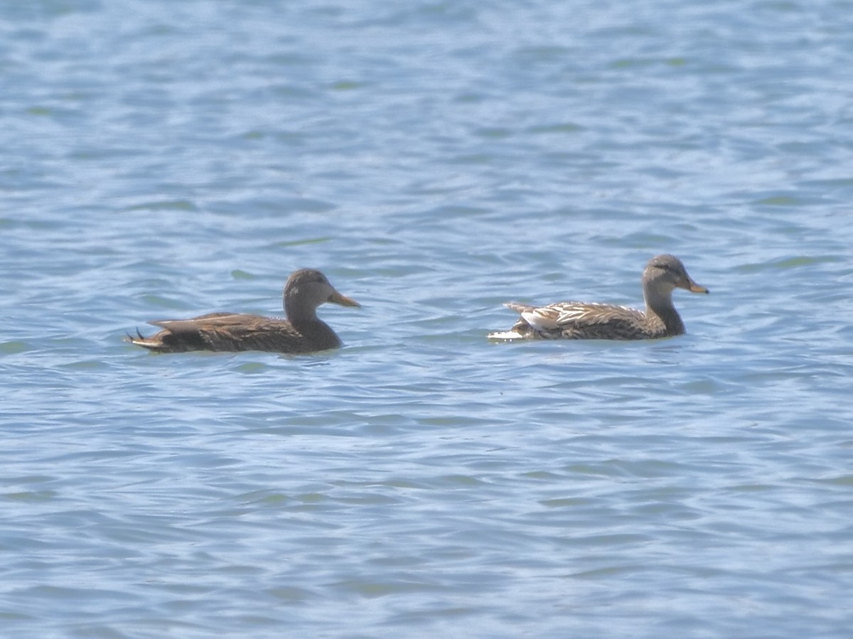 Mexican Duck - ML633414747