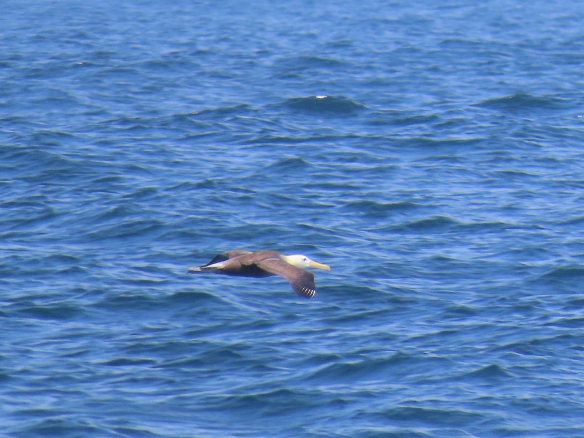 Waved Albatross - ML633414862
