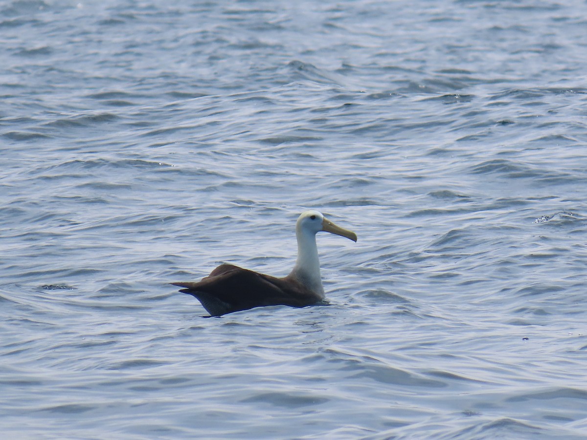 Waved Albatross - ML633414863